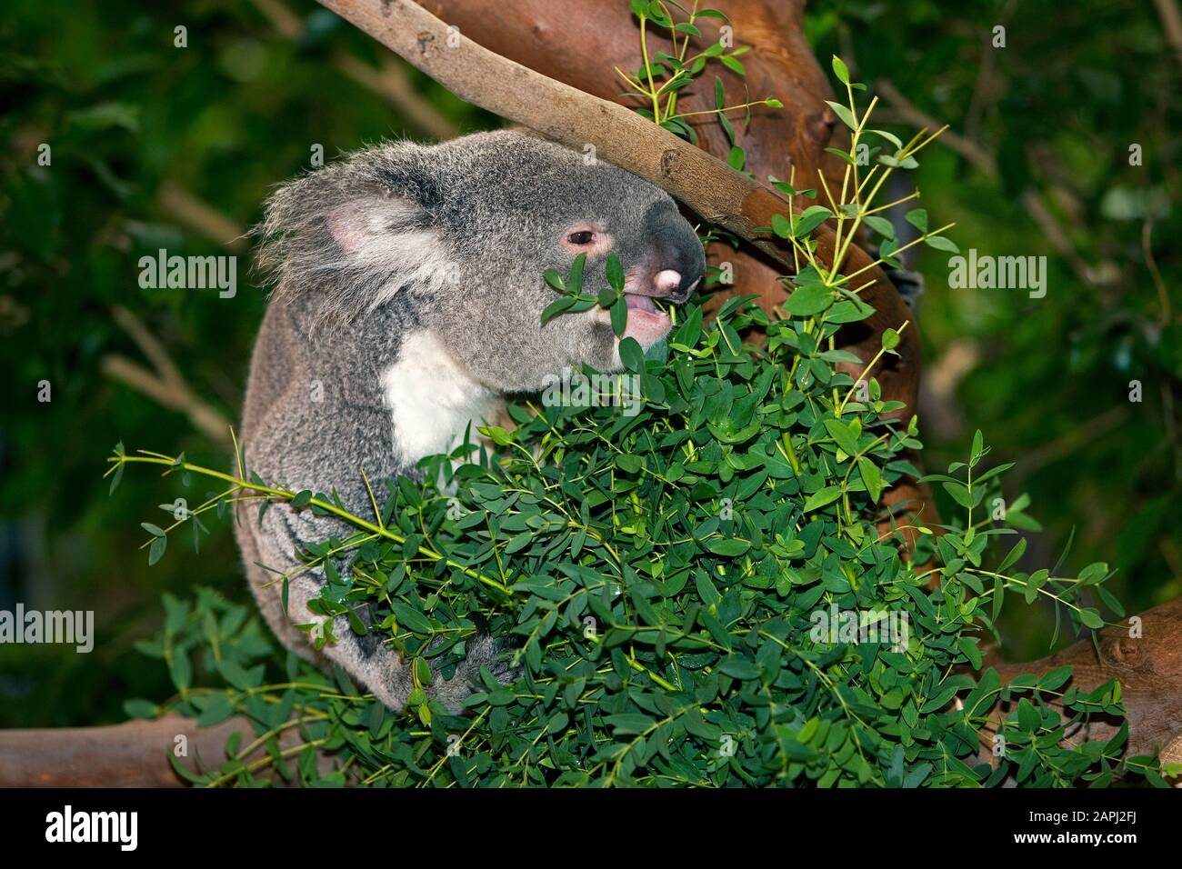 Koala, phascolarctos cinereus, maschio mangiare Foglie di Eucalipto Foto Stock