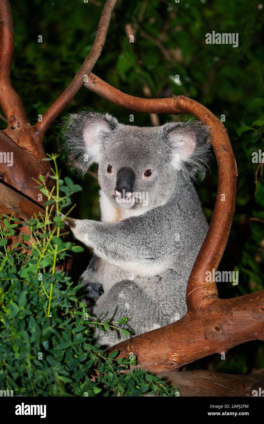 Koala, phascolarctos cinereus, maschio Seduto su Branch Foto Stock