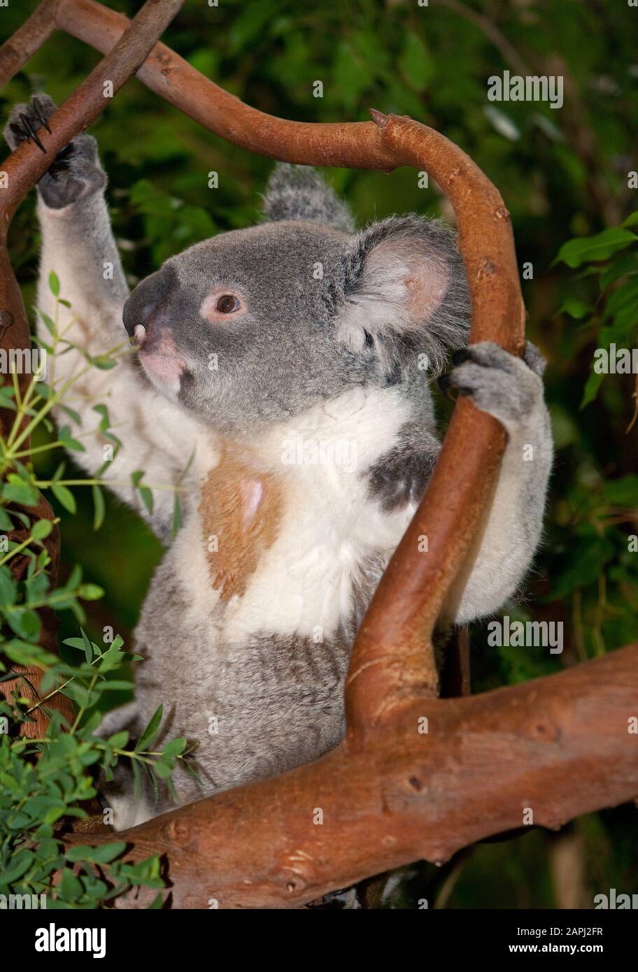 Koala, phascolarctos cinereus, maschio Seduto su Branch Foto Stock