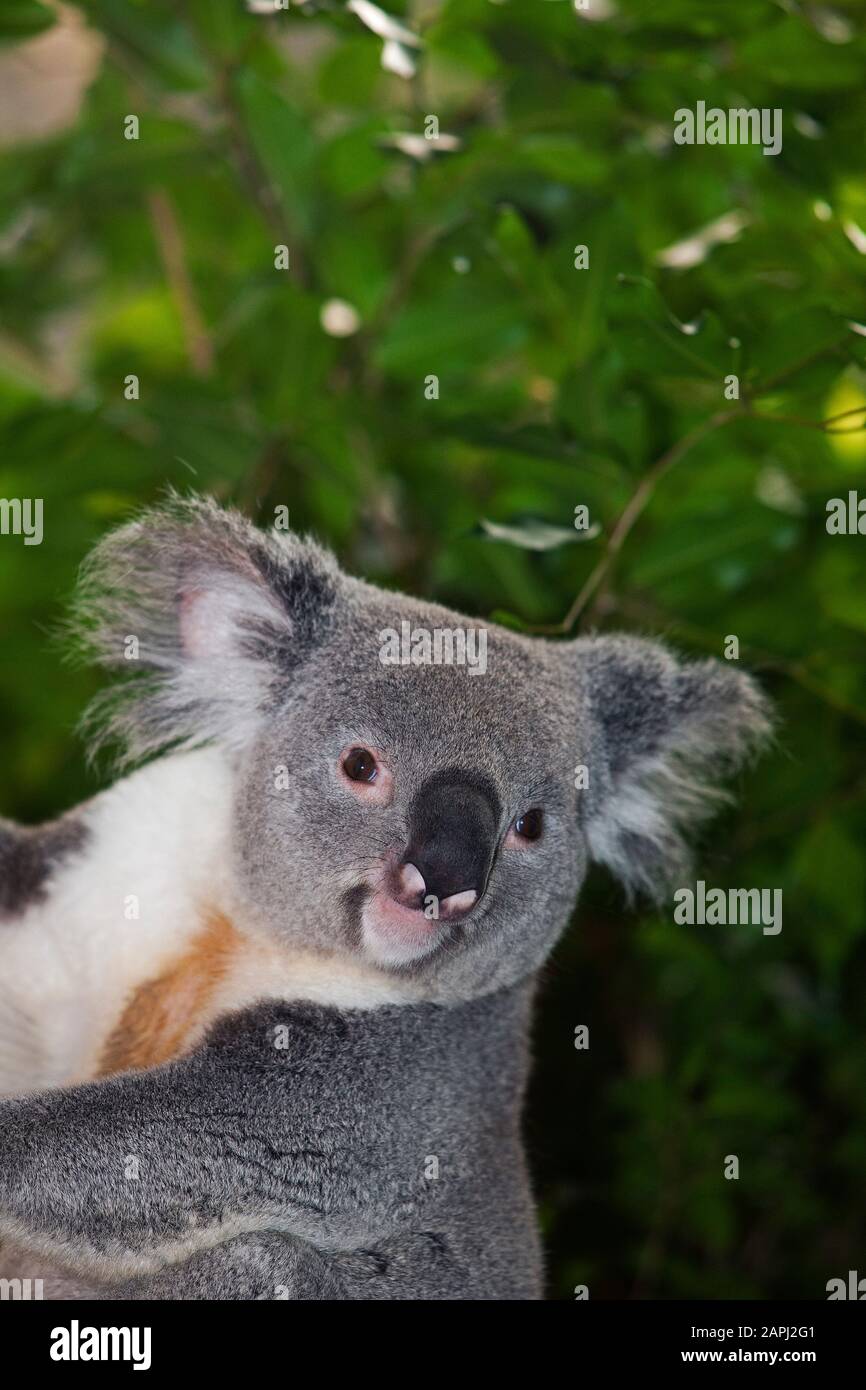 Il Koala, phascolarctos cinereus, Ritratto di maschio Foto Stock