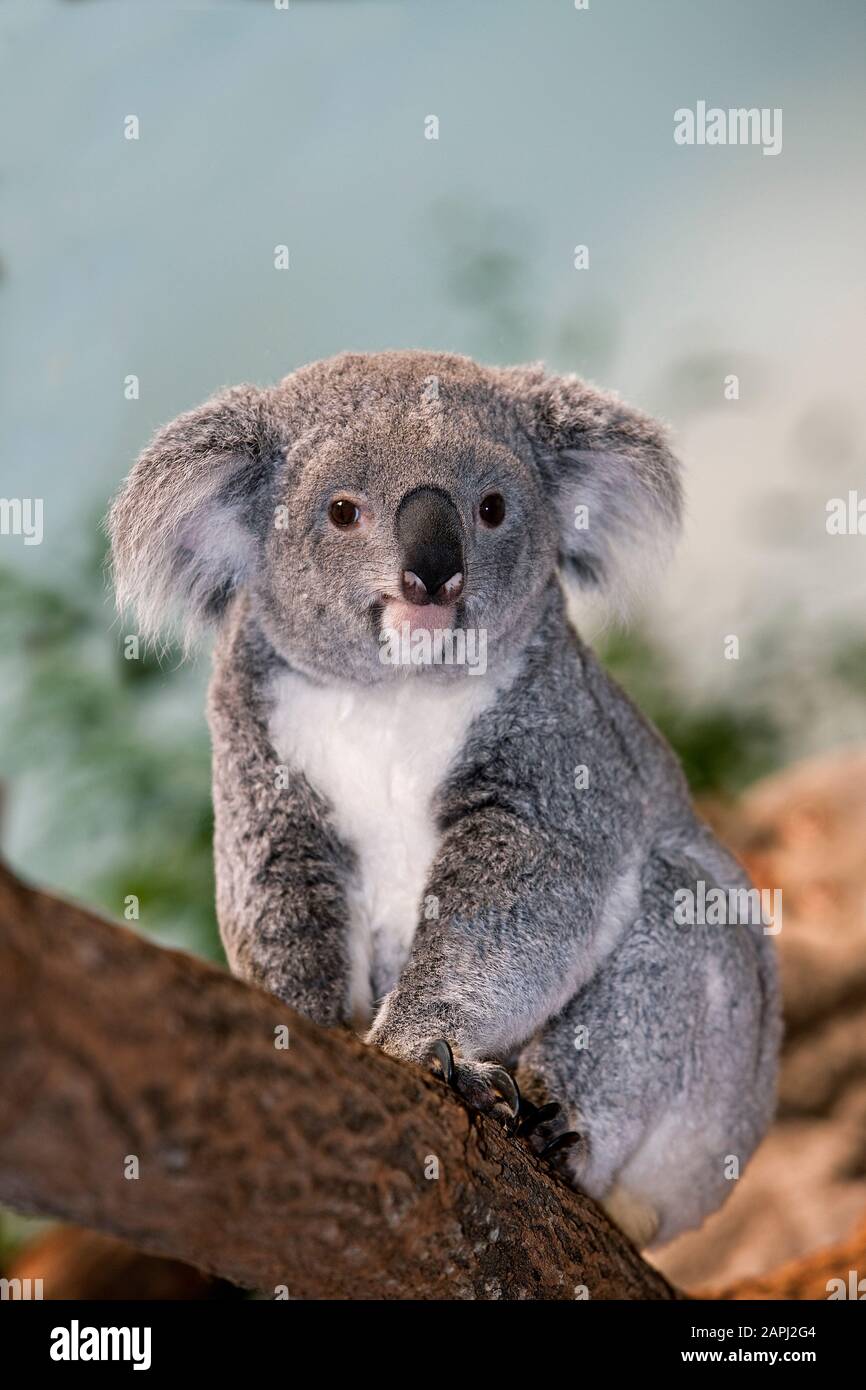Il Koala, phascolarctos cinereus, Femmina seduta sul ramo Foto Stock