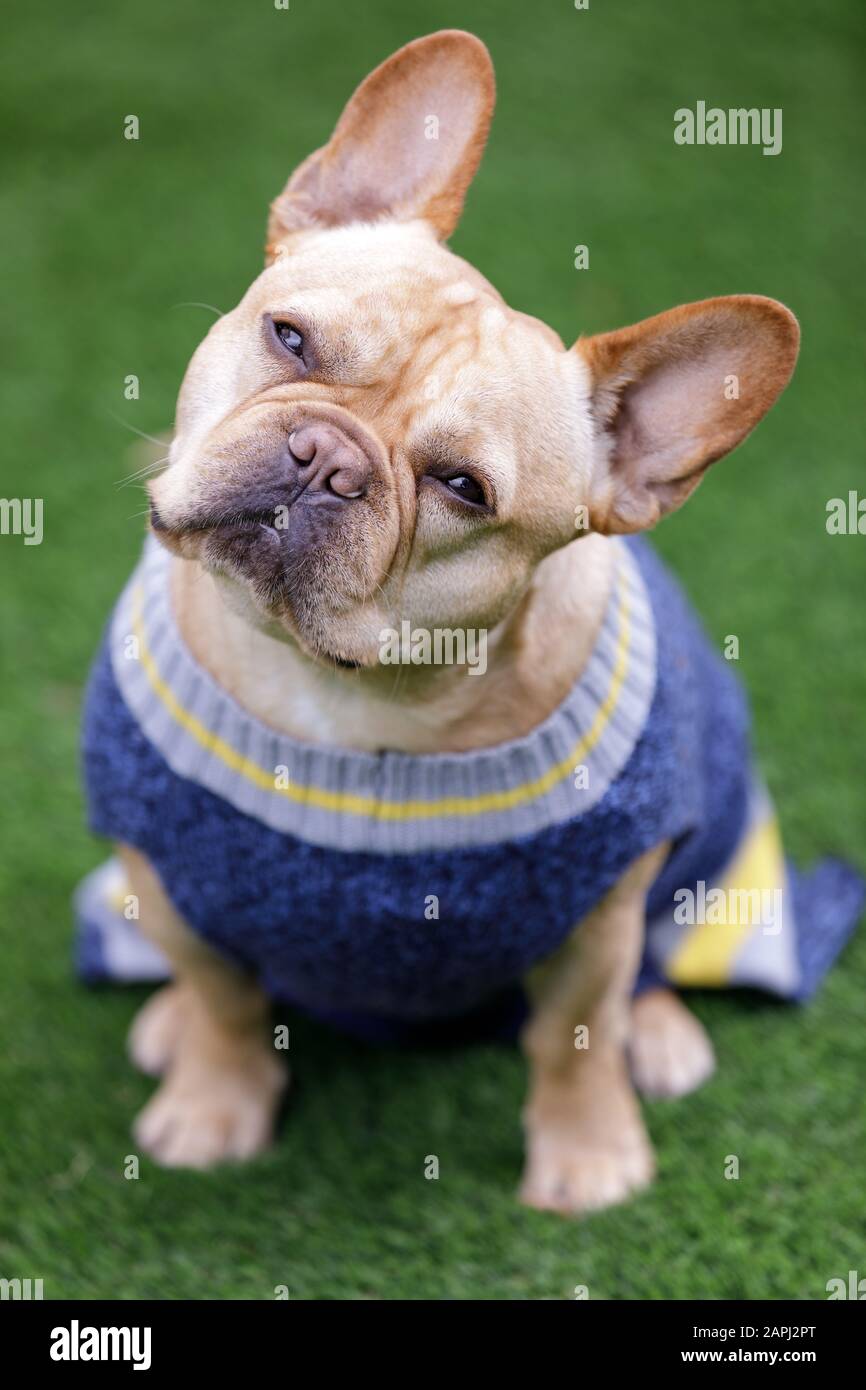 Attento Frenchie testa maschio inclinabile Foto Stock Attento Frenchie testa maschio inclinabile Foto Stock