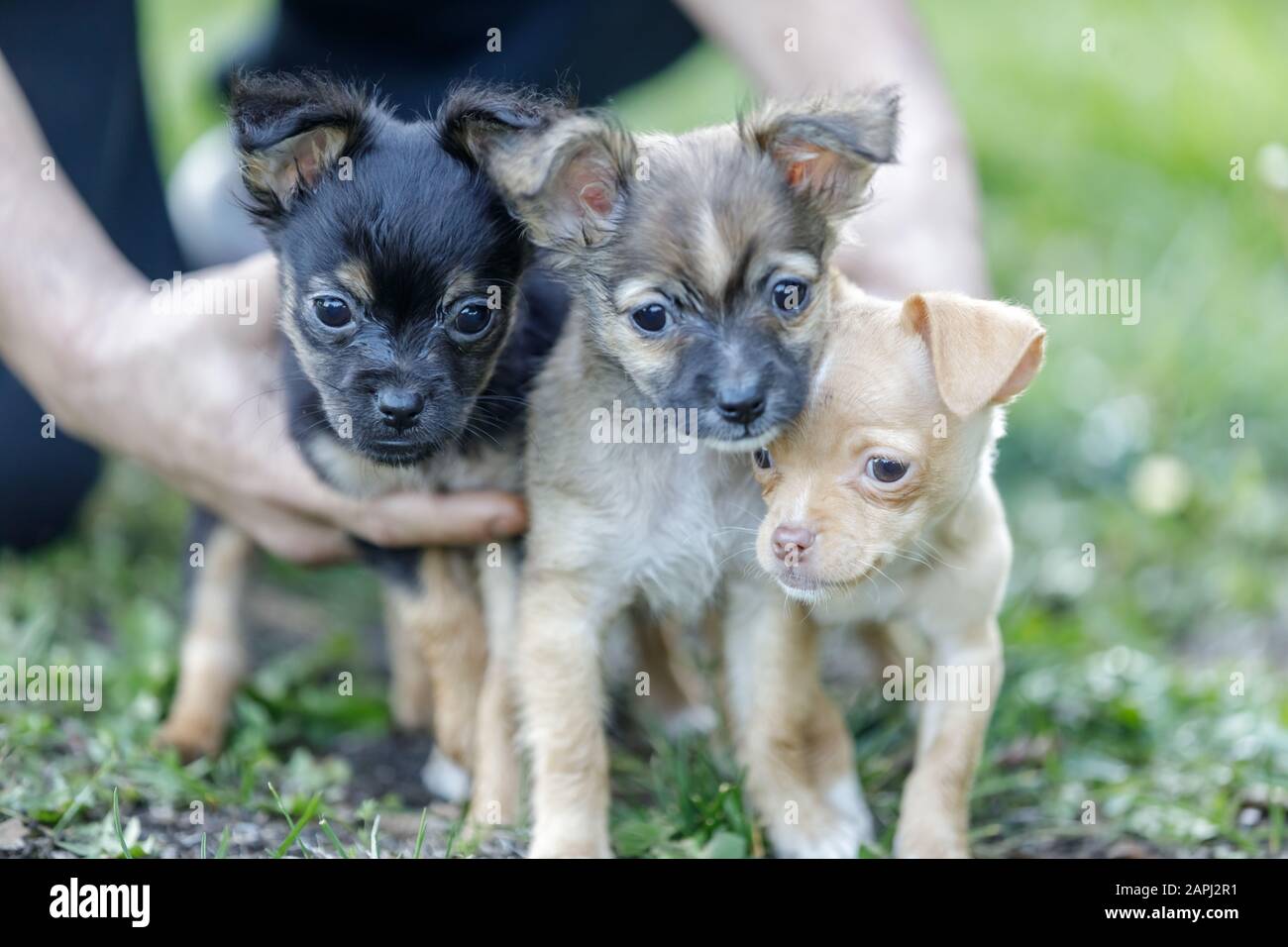 Tre cuccioli di Chihuahua tenuti insieme Foto Stock