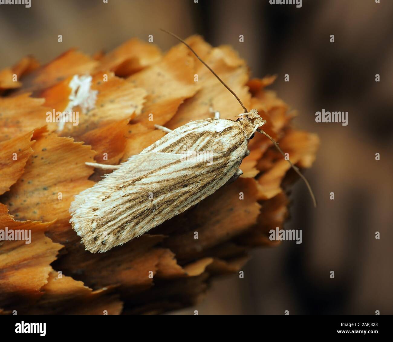 Agonopterix umbellana falena riposante su un vecchio cono di pino. Tipperary, Irlanda Foto Stock