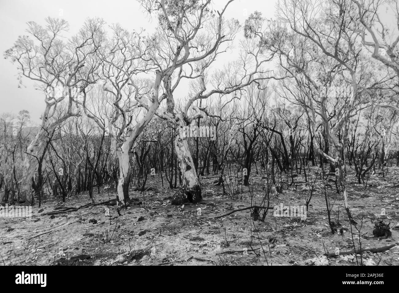 Alberi di eucalipto danneggiati dal fosso nelle Blue Mountains a infrarossi Foto Stock