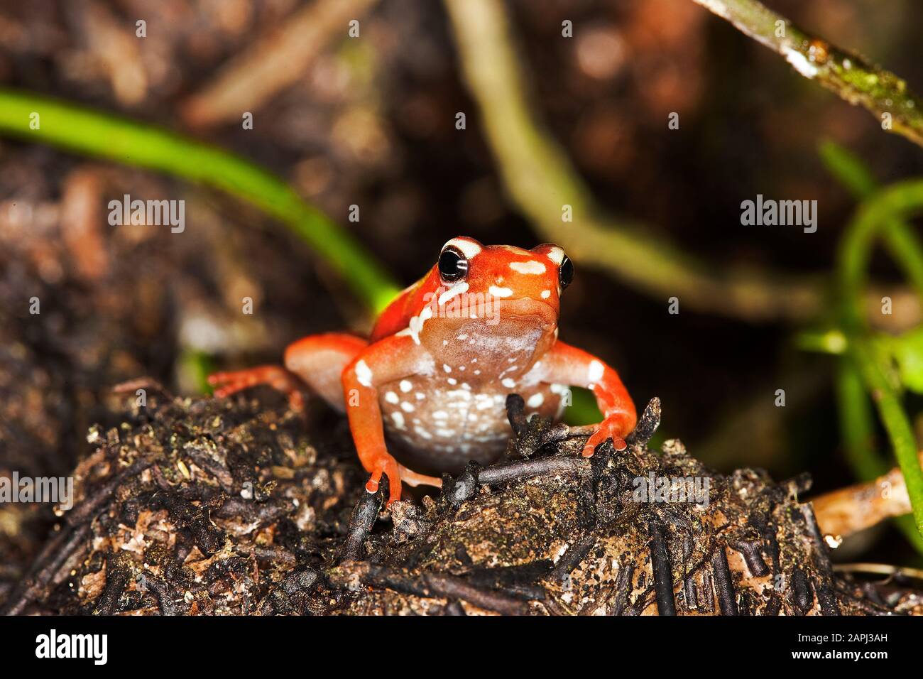 Veleno Phantasmal Rana, epipedobates tricolore, adulto, infame rana dal Sud America Foto Stock