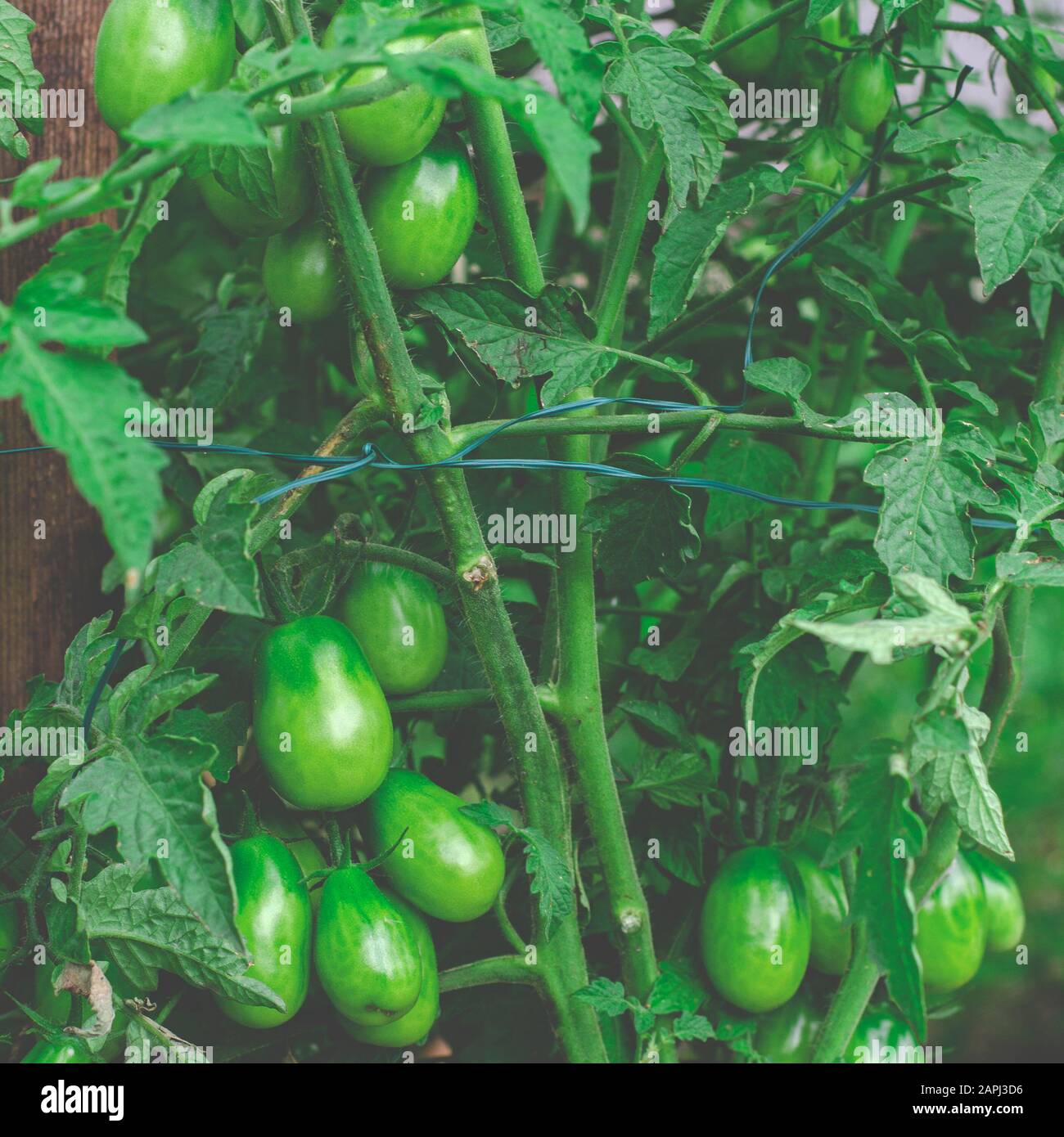 I pomodori verdi giovani crescono su un cespuglio su un giardino Foto Stock