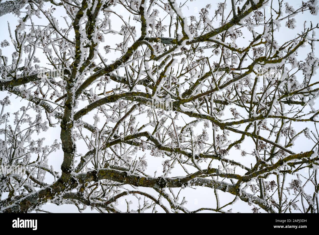 Österreich, Niederösterreich, Mostviertel, Ötscherland, Scheibbs, Schneebekter Baum Am Blasenstein Foto Stock