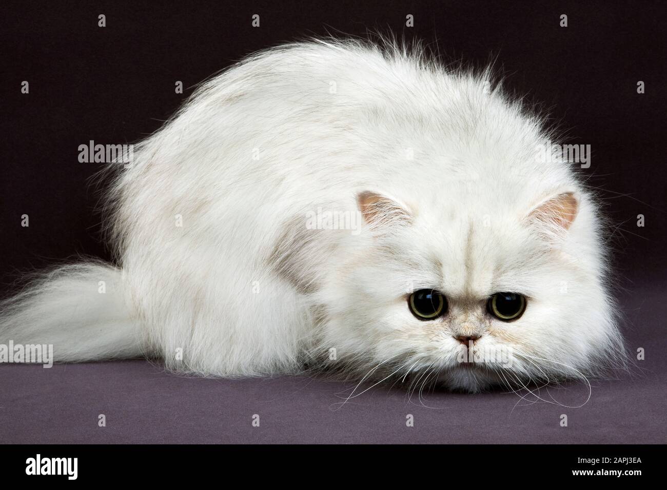 Chinchilla persiano gatto domestico, Adulti su sfondo nero Foto Stock