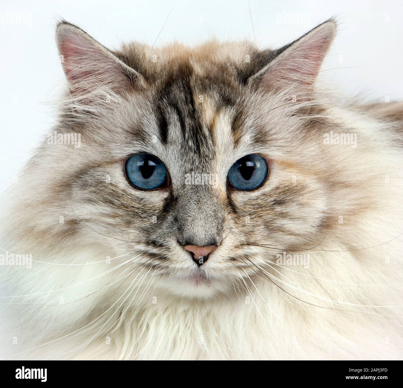 Bianco e seal tabby point siberiano gatto domestico, Femmina contro uno sfondo bianco Foto Stock