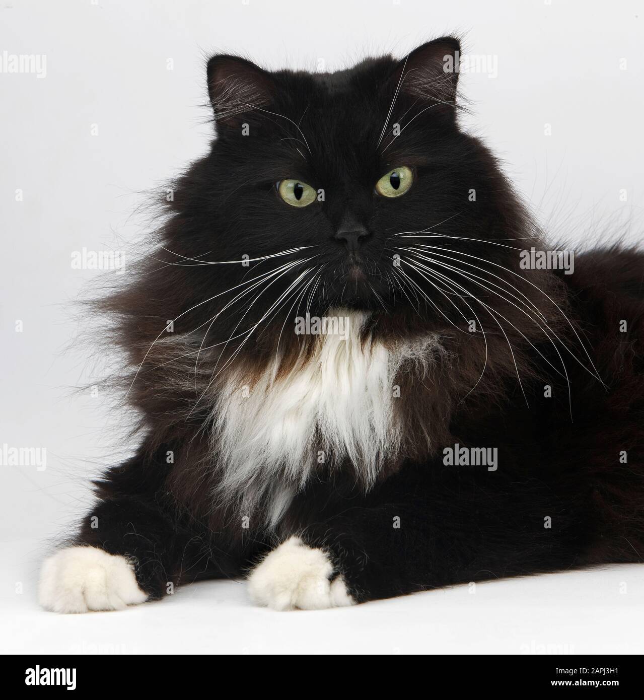 Bianco e Nero siberiano gatto domestico, Femmina contro uno sfondo bianco Foto Stock