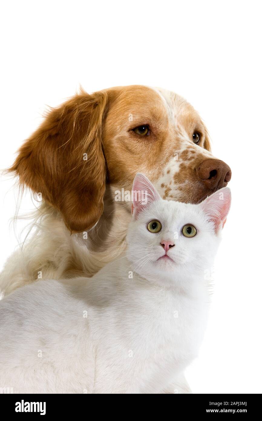 French Spaniel cane (colore cannella) con bianco gatto domestico contro uno sfondo bianco Foto Stock
