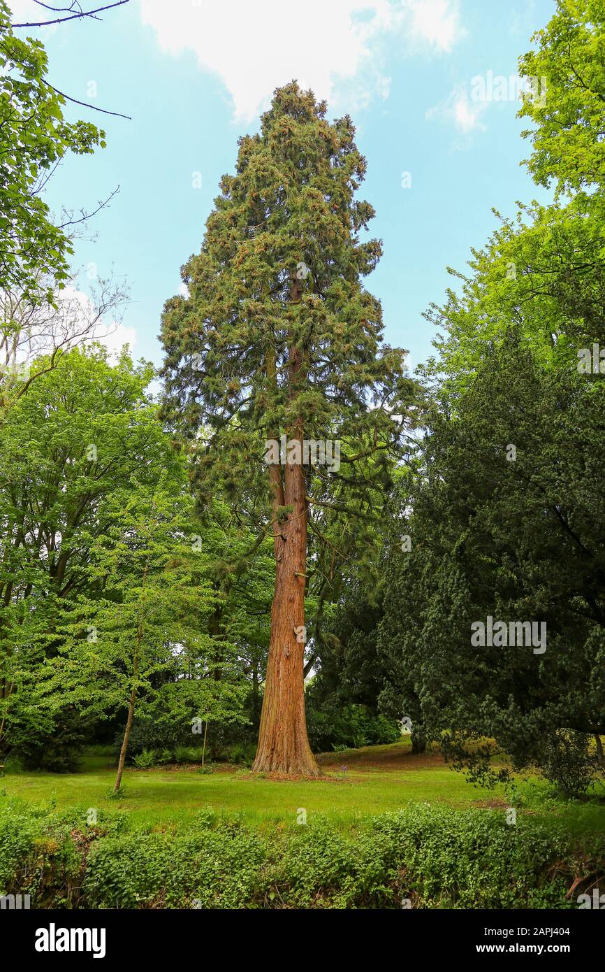 Un gigantesco albero Sequoia (Sequoiadendron giganteum) conosciuto anche come una gigantesca sequoia presso Adlington Hall, una casa di campagna vicino a Adlington, Cheshire, Inghilterra, Regno Unito Foto Stock