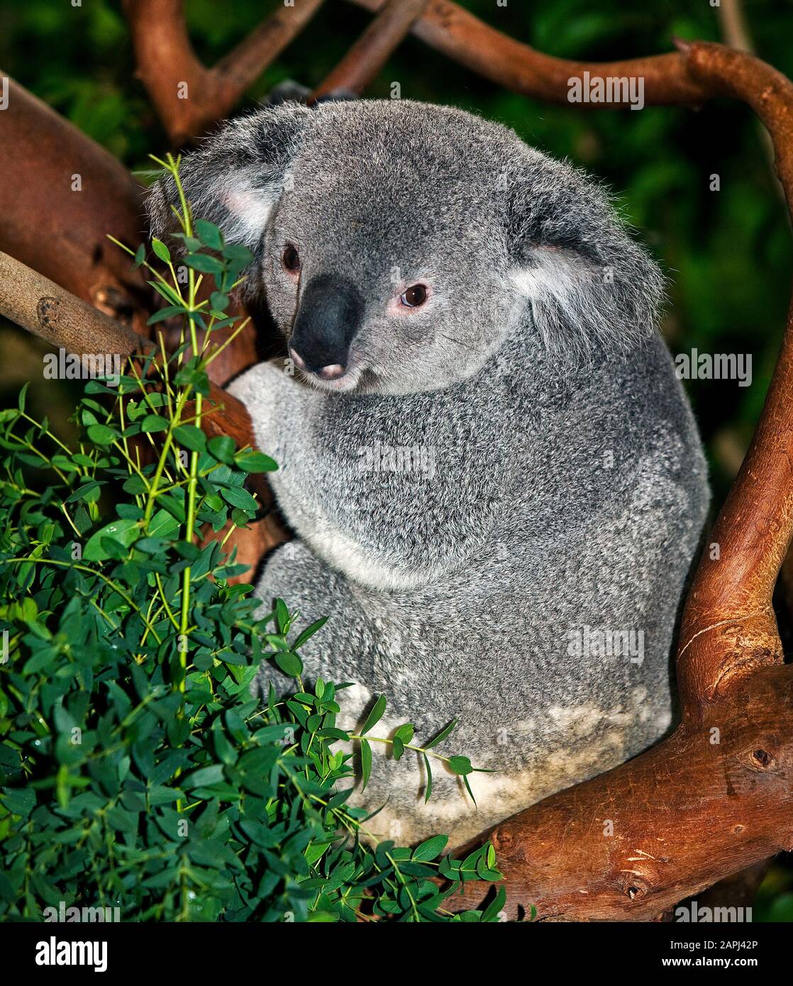 Koala, phascolarctos cinereus, maschio in piedi su Branch Foto Stock