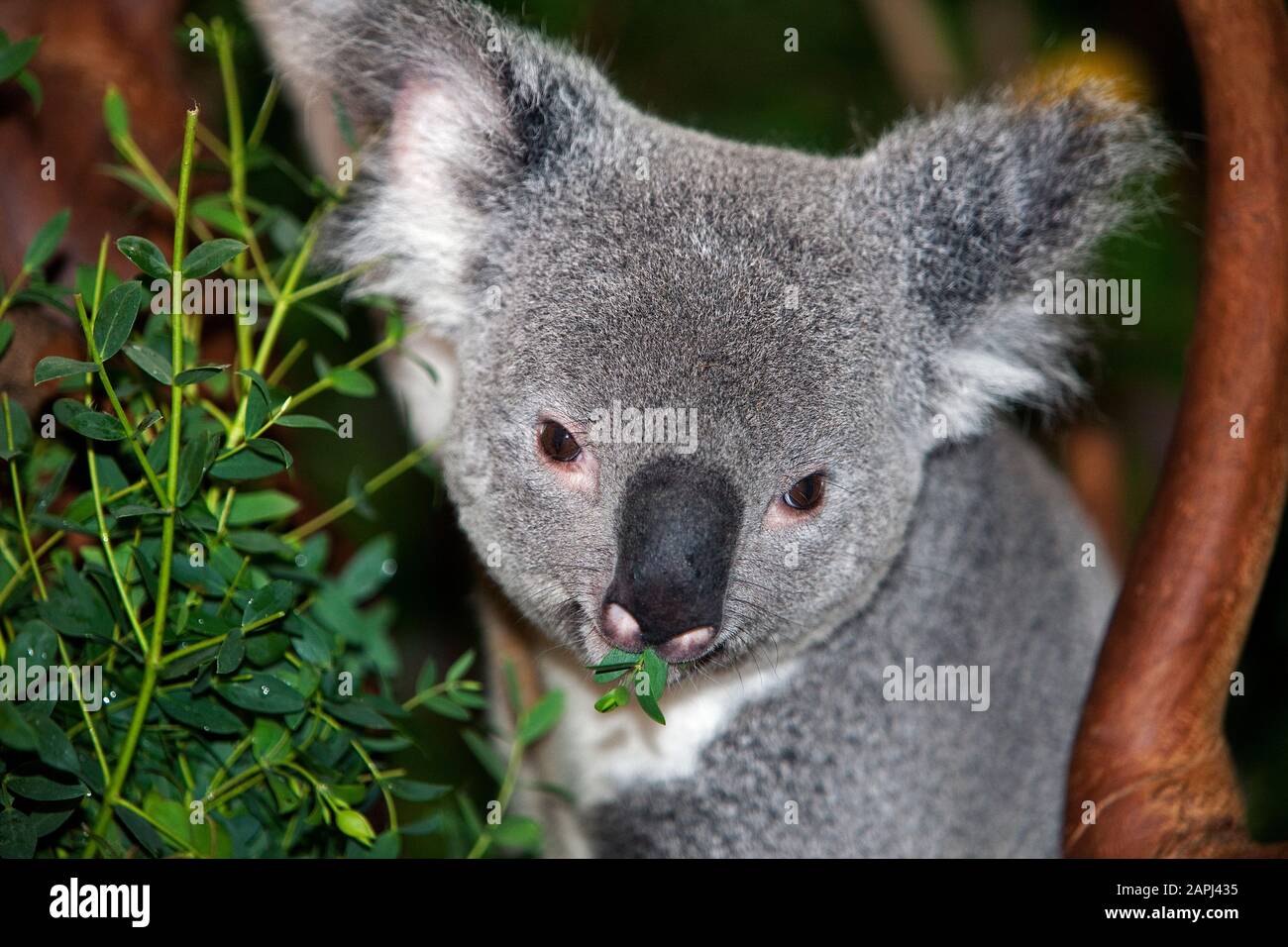 Koala, phascolarctos cinereus, maschio mangiare Bamboo Foto Stock