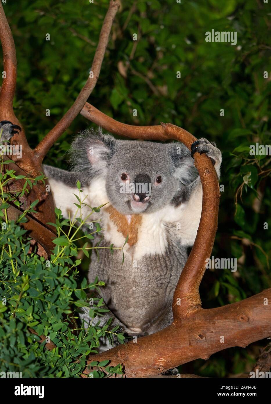 Koala, phascolarctos cinereus, maschio in piedi su Branch Foto Stock