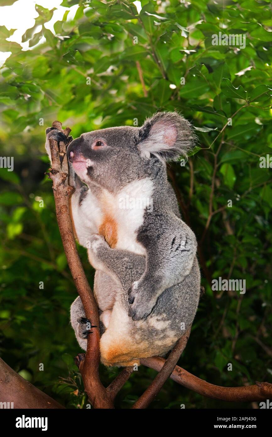 Koala, phascolarctos cinereus, maschio in piedi su Branch Foto Stock