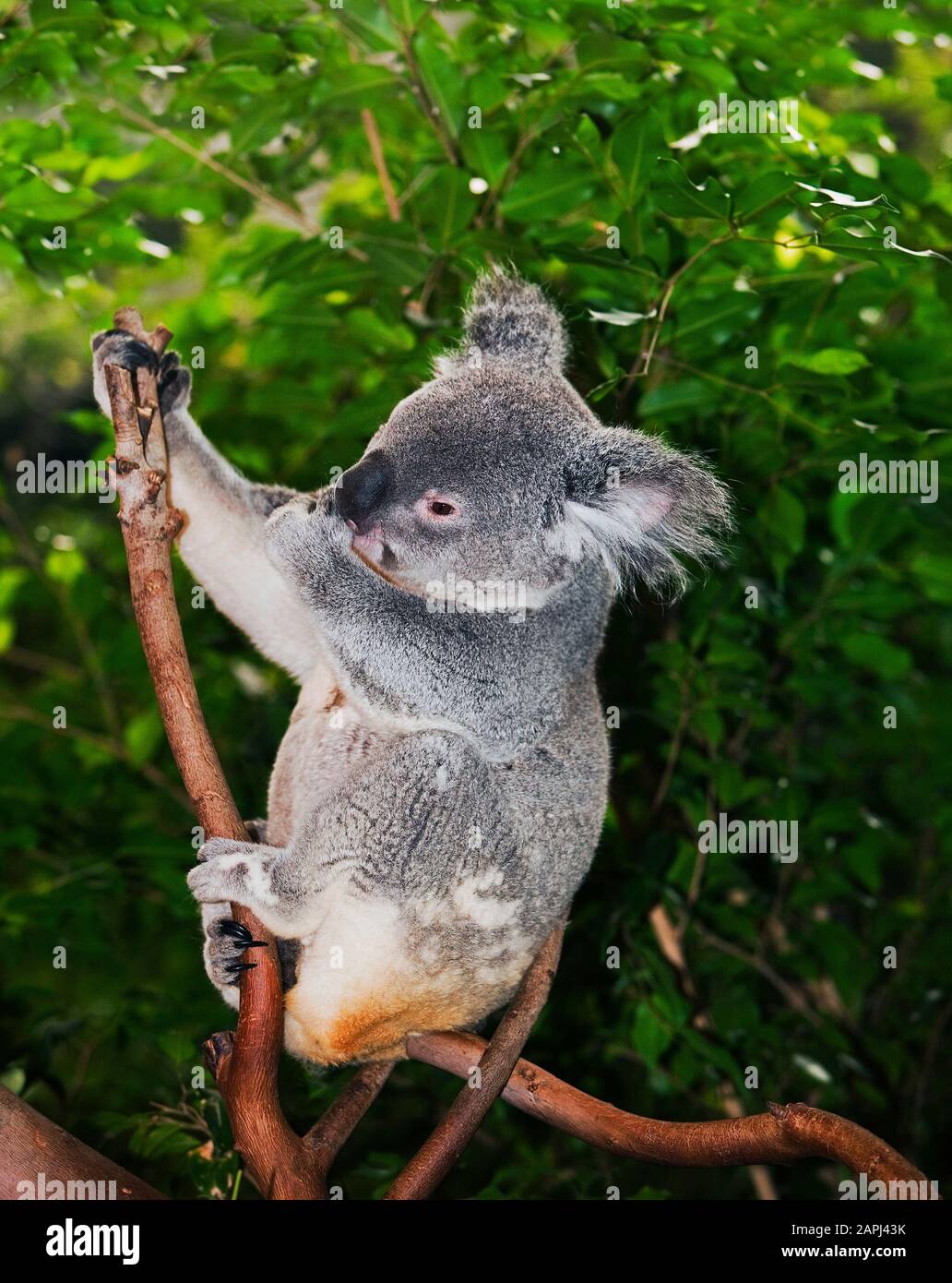 Koala, phascolarctos cinereus, maschio in piedi su Branch Foto Stock