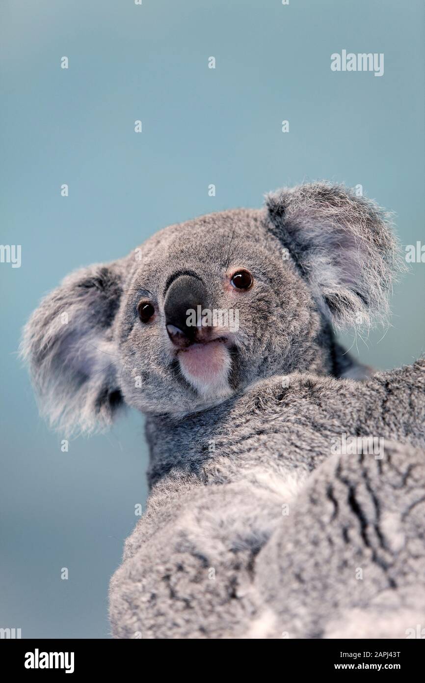 Il Koala, phascolarctos cinereus, ritratto di donna Foto Stock