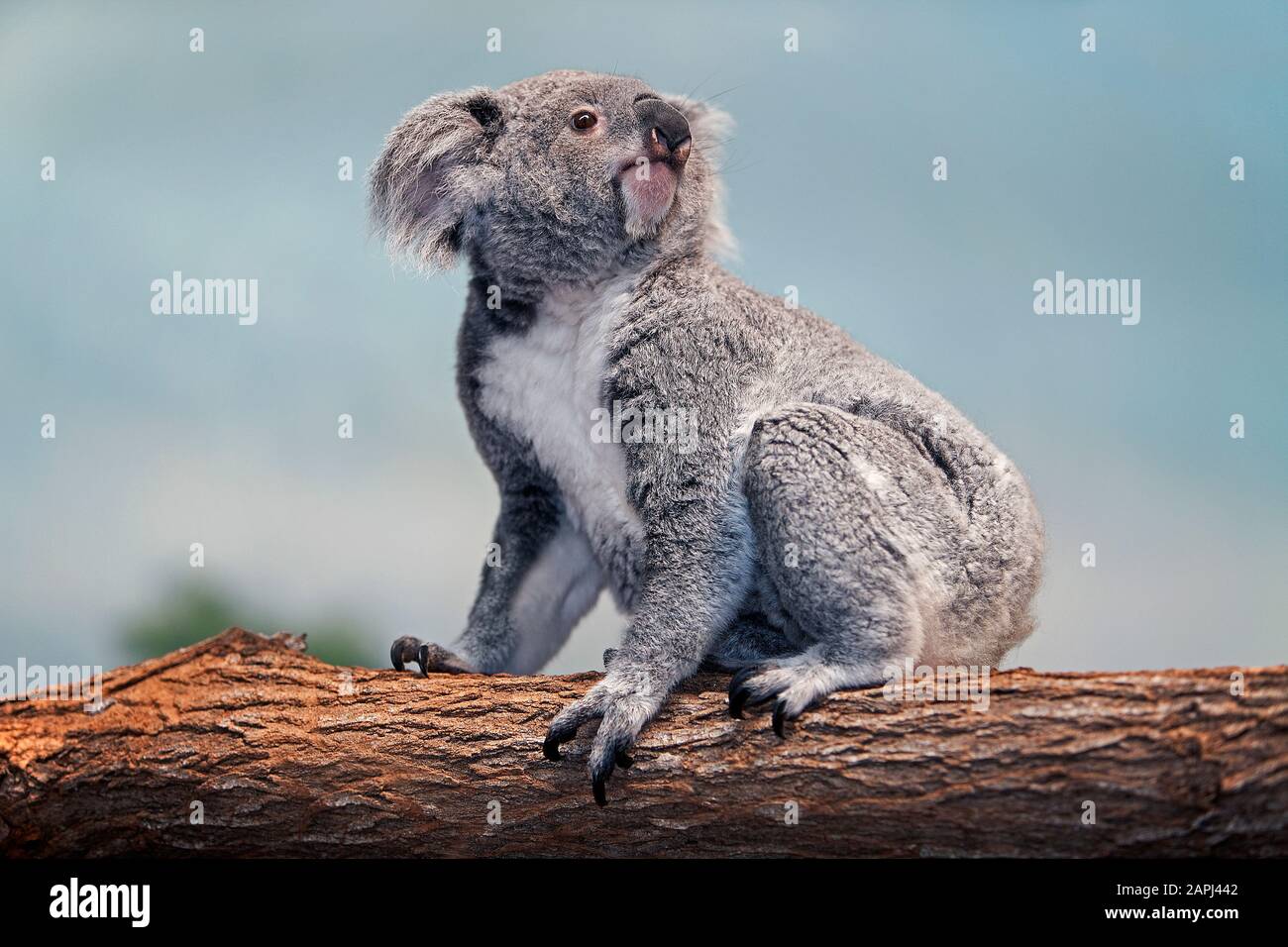 Koala, phascolarctos cinereus, femmina in piedi su Branch Foto Stock