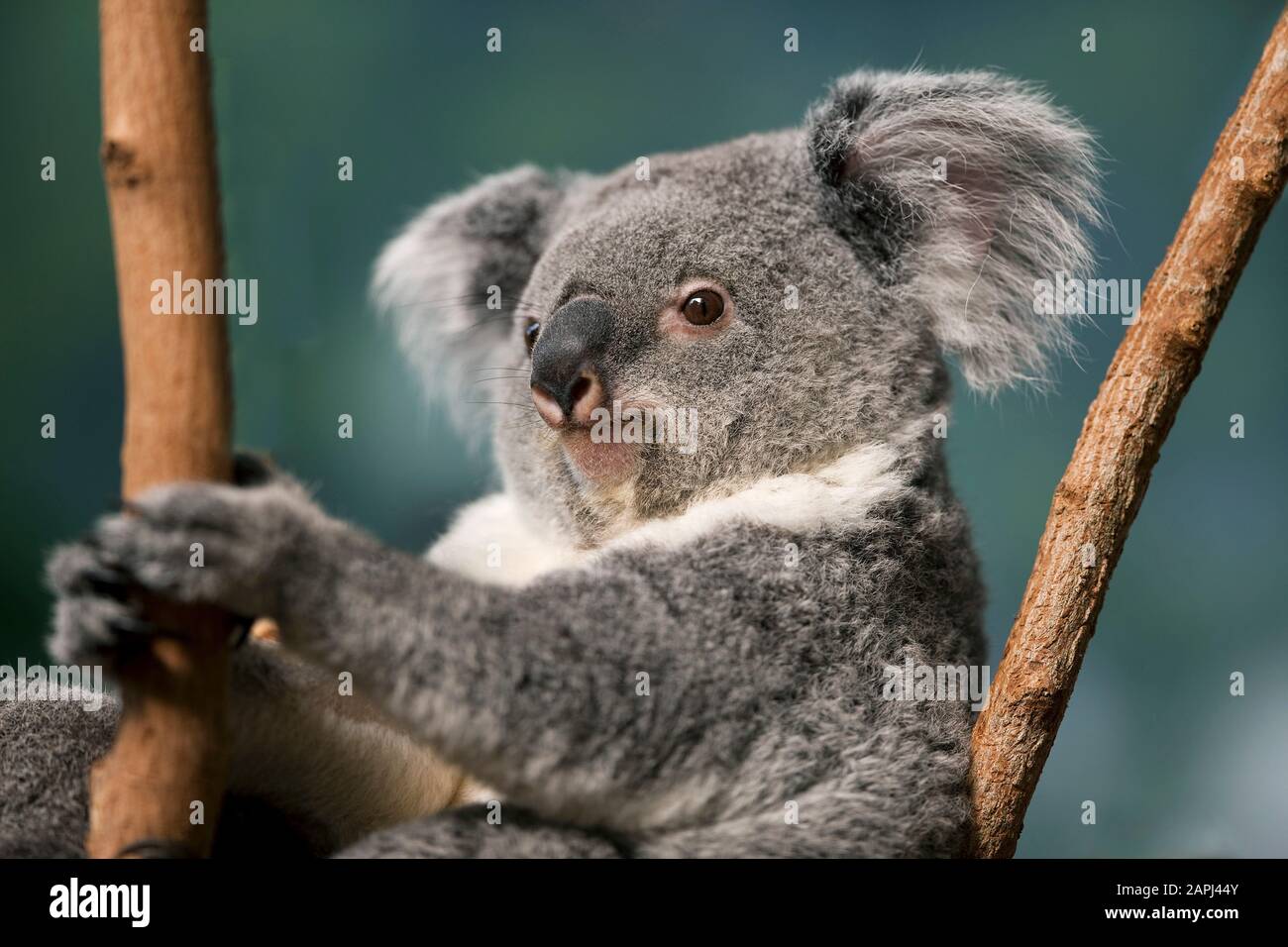 Il Koala, phascolarctos cinereus, ritratto di donna Foto Stock