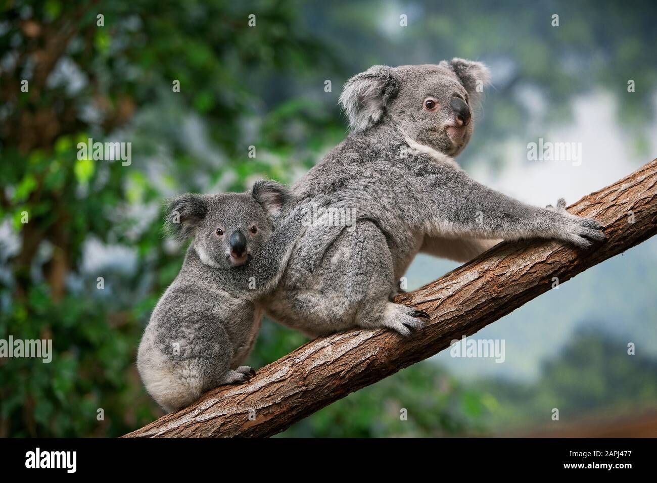 Il Koala, phascolarctos cinereus, femmina giovane portante sulla sua schiena Foto Stock