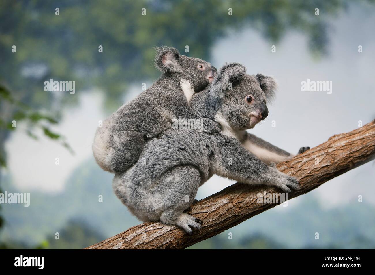 Il Koala, phascolarctos cinereus, femmina giovane portante sulla sua schiena Foto Stock