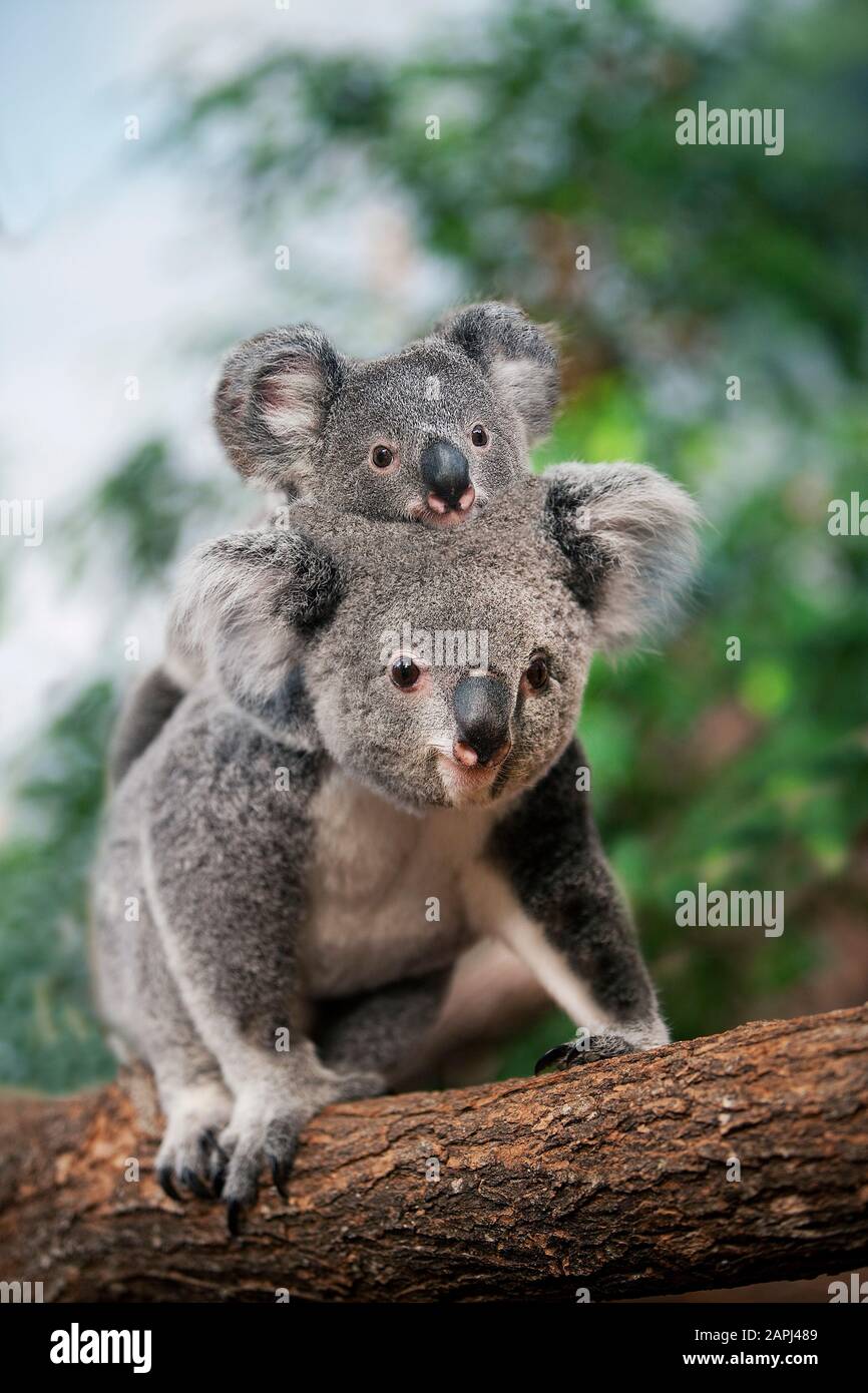 Il Koala, phascolarctos cinereus, femmina giovane portante sulla sua schiena Foto Stock