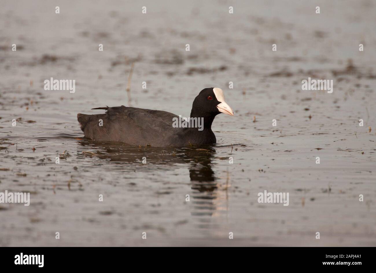 Coot, Fulica atra, nuoto adulto singolo. Preso Luglio. Pennington Marshes, Hampshire, Regno Unito. Foto Stock