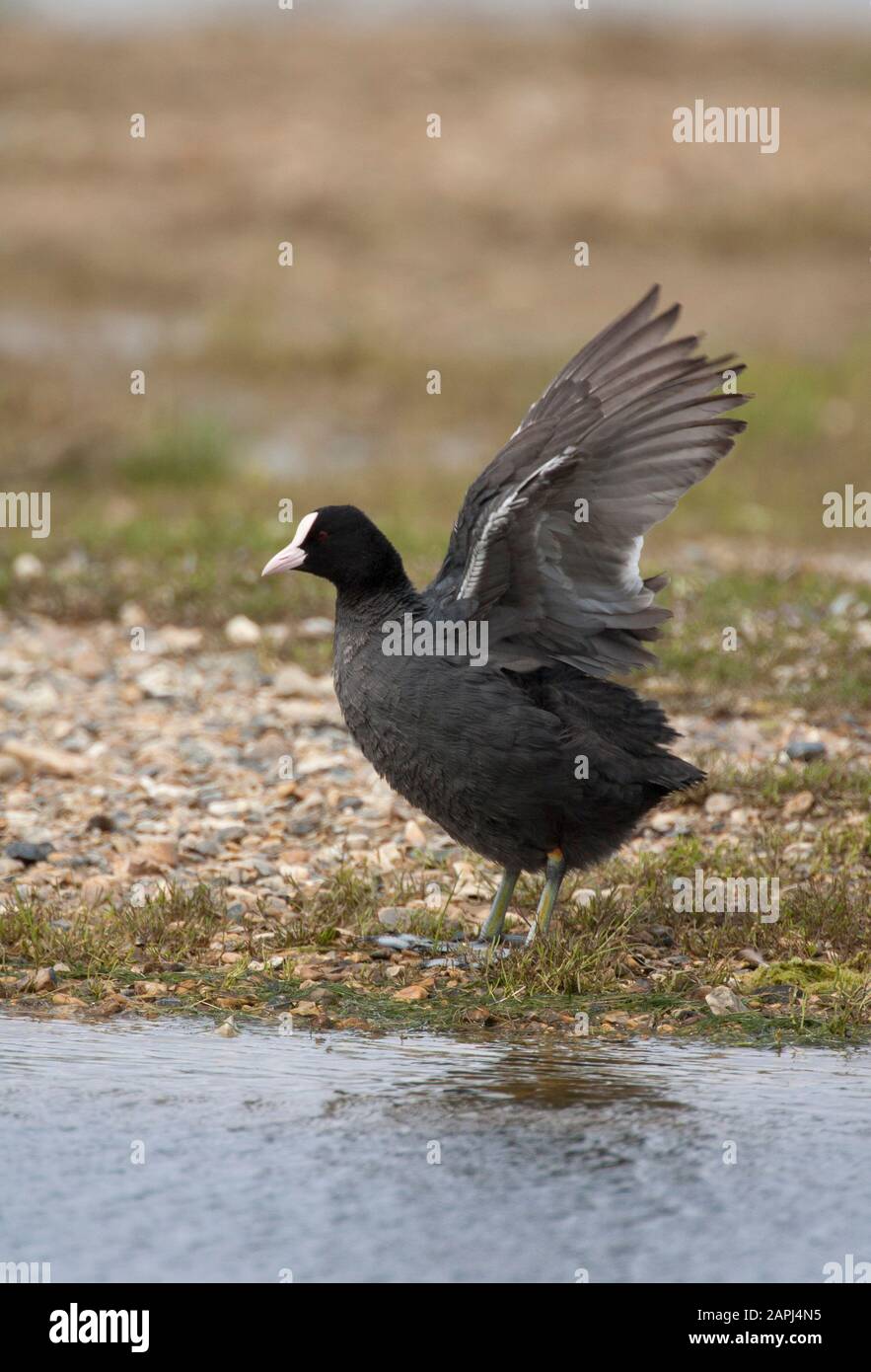 Coot, Fulica atra, ali singole per adulti. Preso Luglio. Pennington Marshes, Hampshire, Regno Unito. Foto Stock