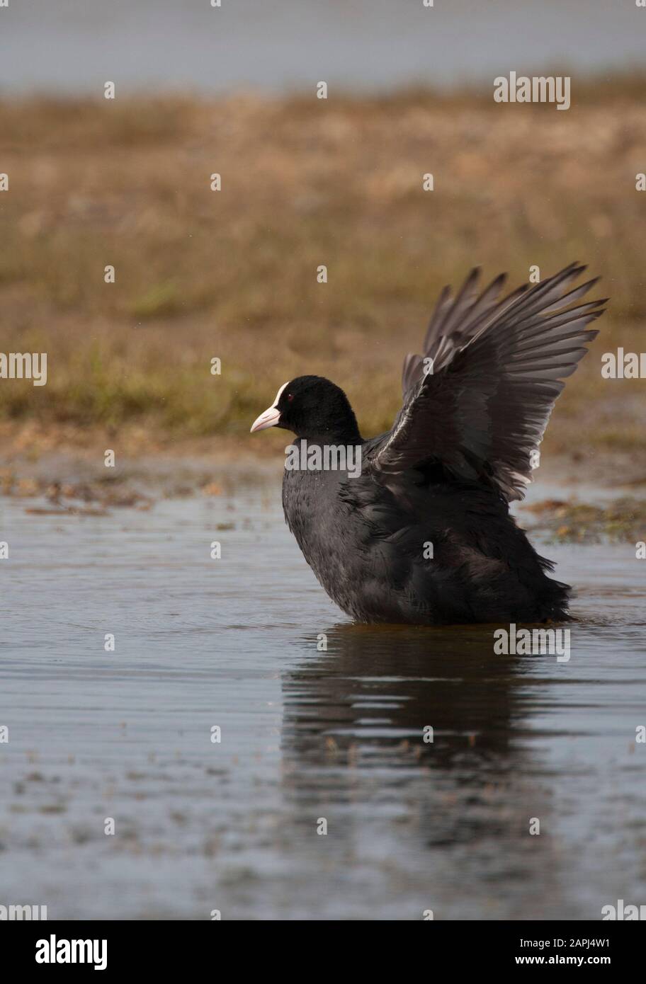 Coot, Fulica atra, ali singole per adulti. Preso Luglio. Pennington Marshes, Hampshire, Regno Unito. Foto Stock