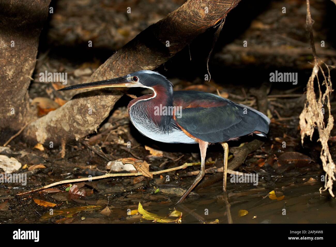 Agami Heron o Chestnut-Belled Heron, agamia agami, adulto in piedi In Acqua, Los Lianos in Venezuela Foto Stock