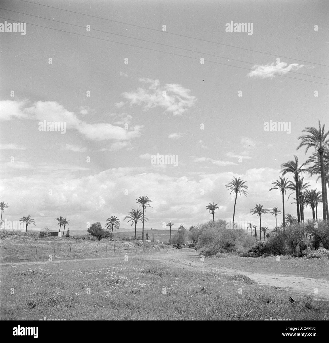 Israele 1948-1949: Acro (Akko) Descrizione: Il cosiddetto Napoleone Sheuvel ad Acre. Un paesaggio dolcemente inclinato con palme Annotazione: Il nome 'collina di Napoleone 'si trova nel luogo in cui Napoleone Bonaparte ha istituito campo nel 1799 durante l'assedio della città di Acre Data: 1948 posizione: Acro, Israele Parole Chiave: Storia, colline, paesaggi, palme, strade Nome personale: Napoleone (imperatore Francia) Foto Stock