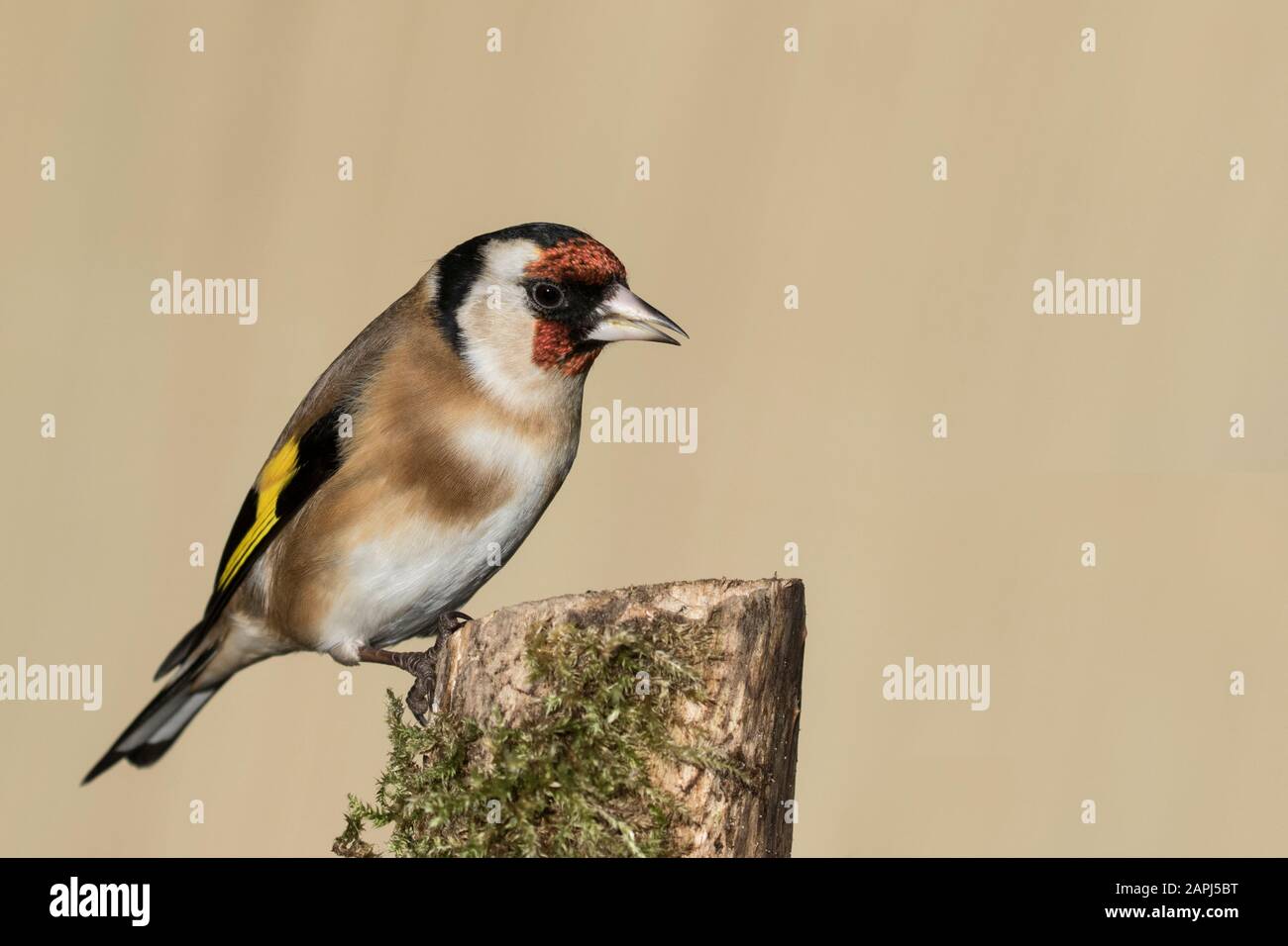 Cardellino Foto Stock