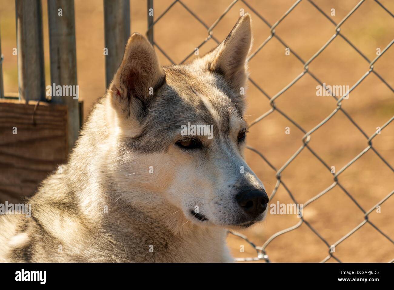 Squadra di cani da slitta dell'Alaska Huskies, (nome scientifico: Canis lupus familiaris) Foto Stock
