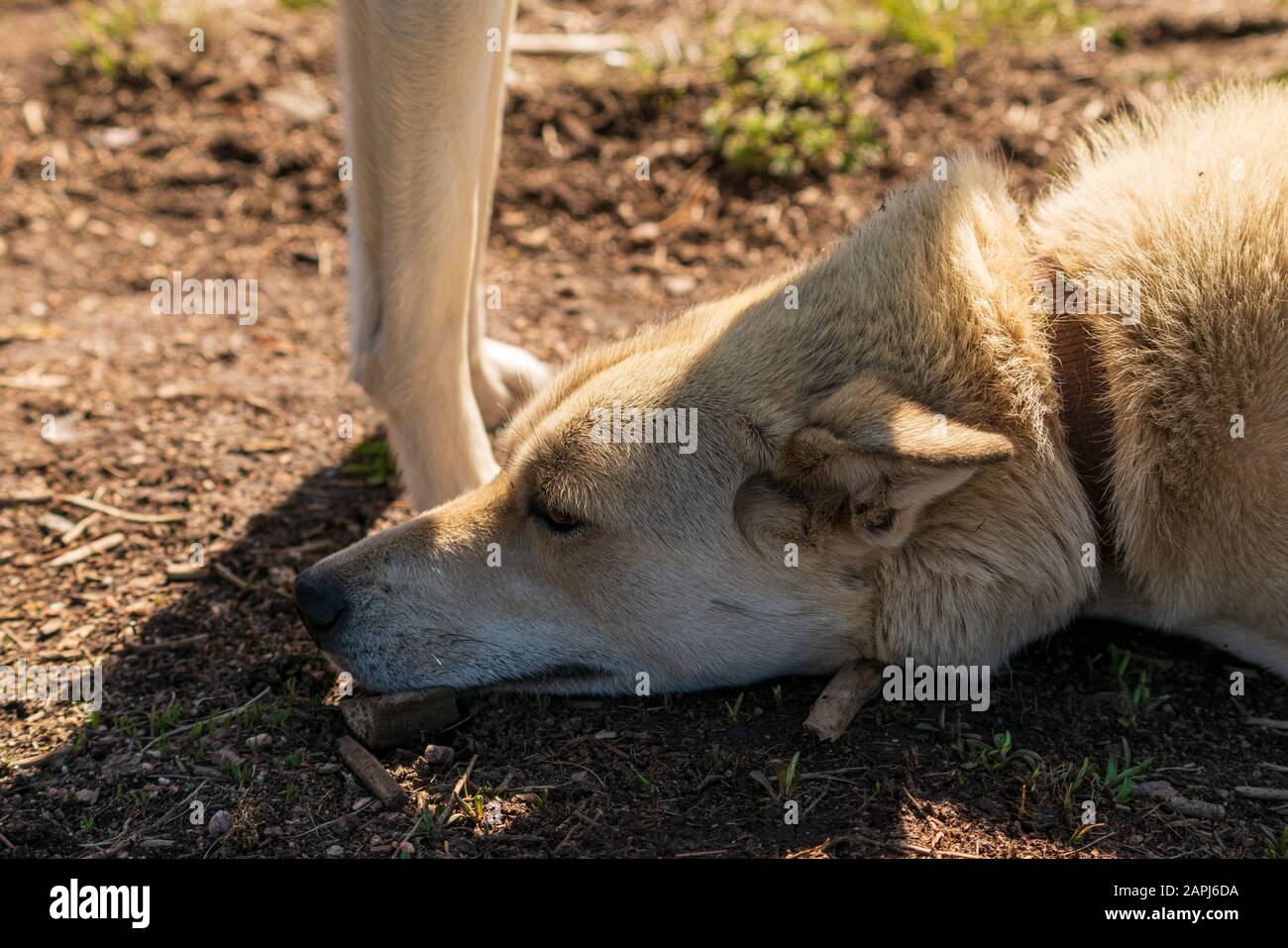 Squadra di cani da slitta dell'Alaska Huskies, (nome scientifico: Canis lupus familiaris) Foto Stock