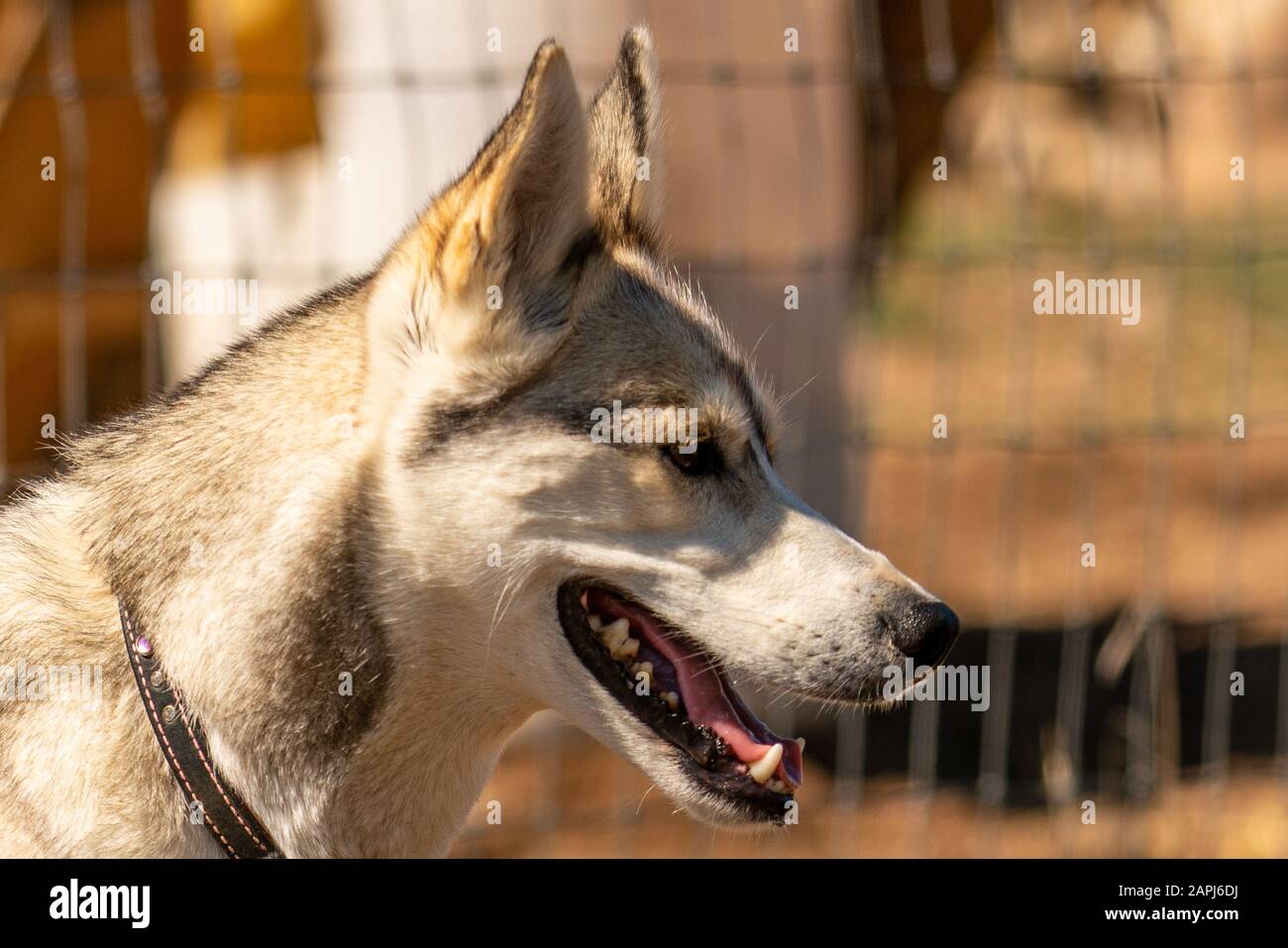 Squadra di cani da slitta dell'Alaska Huskies, (nome scientifico: Canis lupus familiaris) Foto Stock