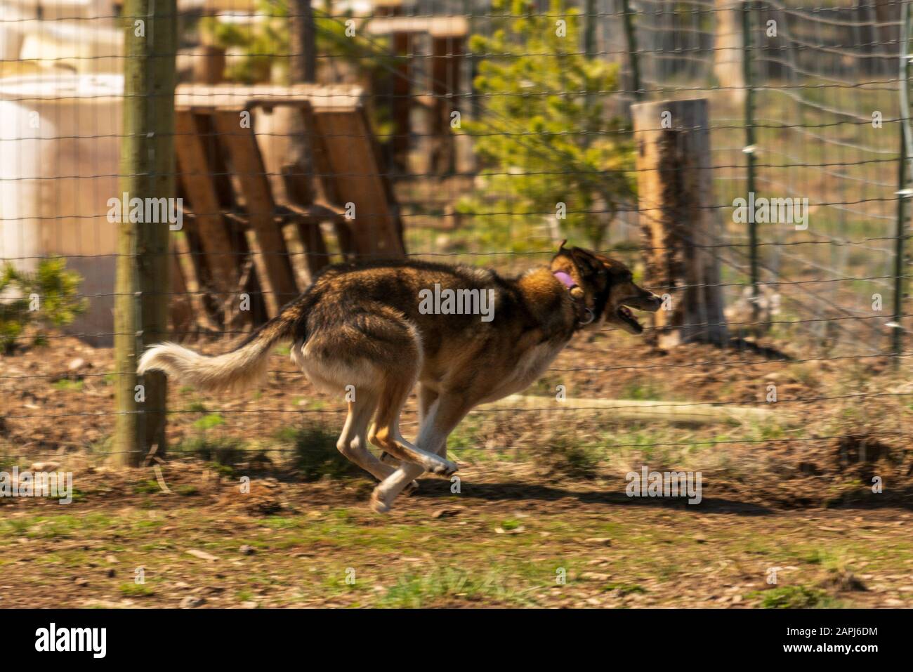 Squadra di cani da slitta dell'Alaska Huskies, (nome scientifico: Canis lupus familiaris) Foto Stock