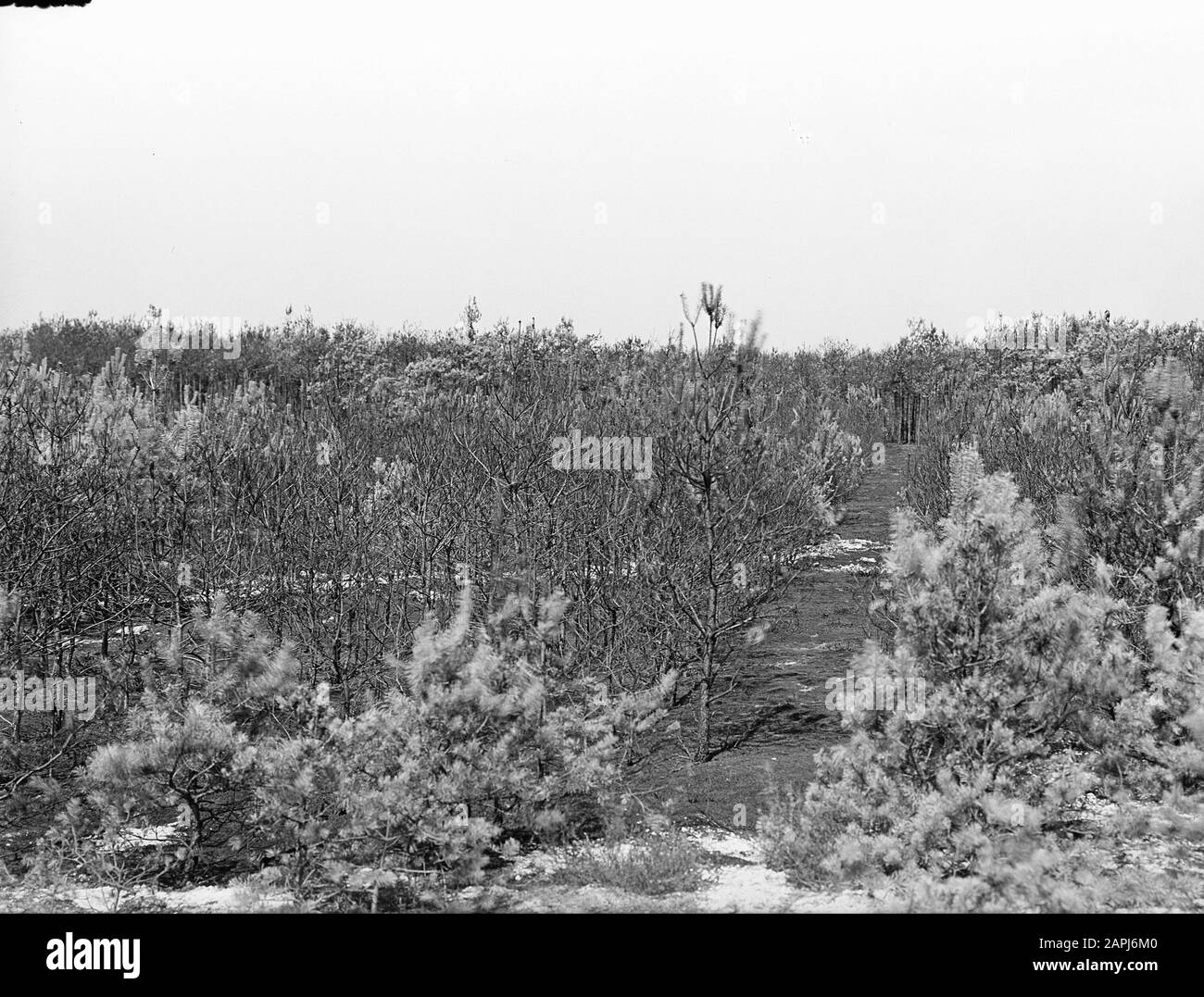 Foresta fuoco e danni tempesta, pineta, bruciata Data: Parole Chiave dense: Fuoco foresta e danni tempesta, pineta foresta, bruciato Foto Stock