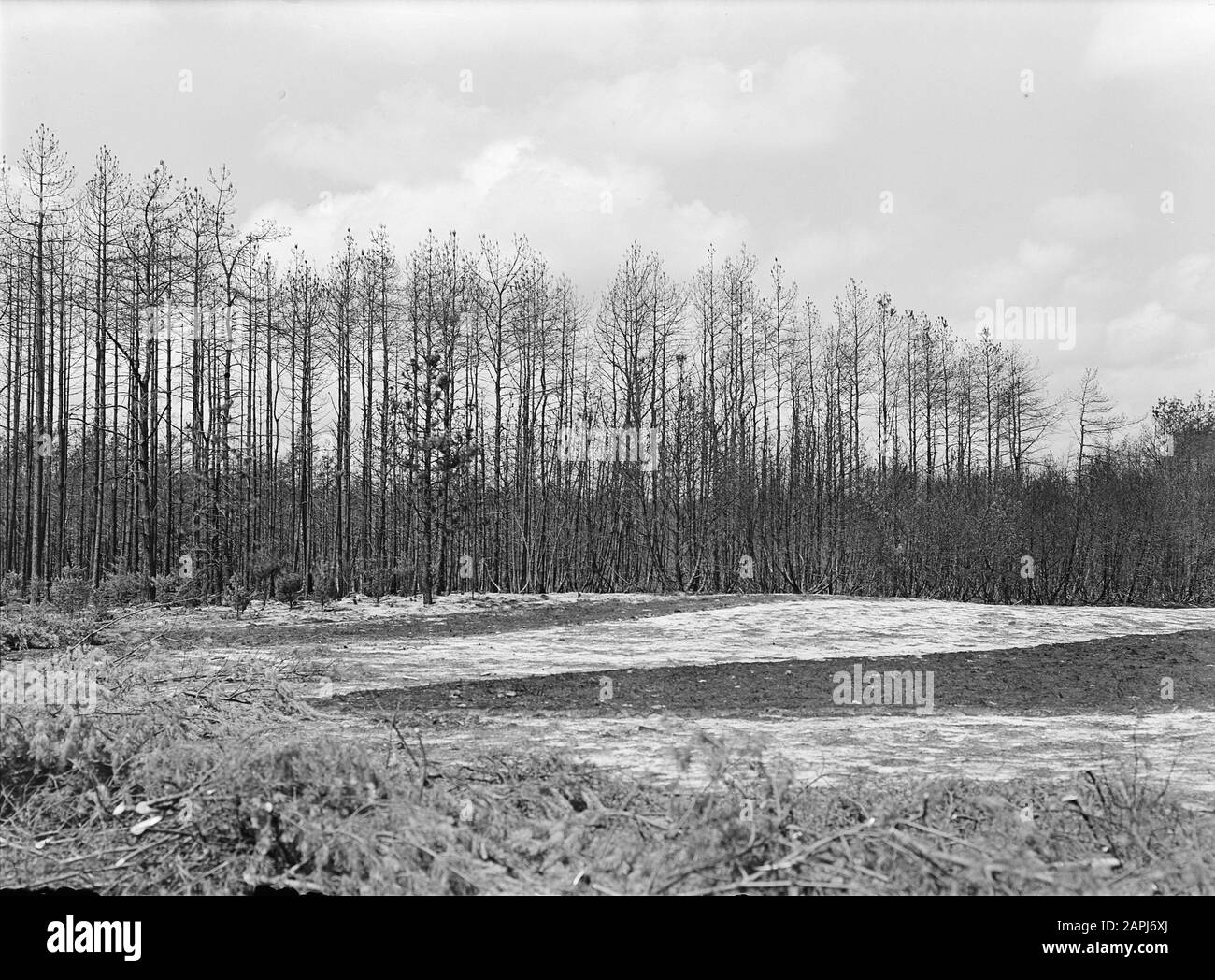 Foresta fuoco e danni tempesta, pini, bruciati, ellen la Data: Parole Chiave dense: Forest fuoco e danni tempesta, pini, bruciato Nome personale: Dellen de Foto Stock