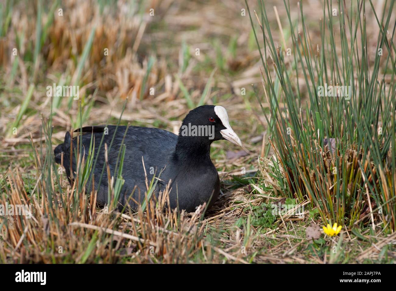 Coot, Fulica atra, adulto singolo che riposa a terra. Arundel, West Sussex, Regno Unito. Foto Stock