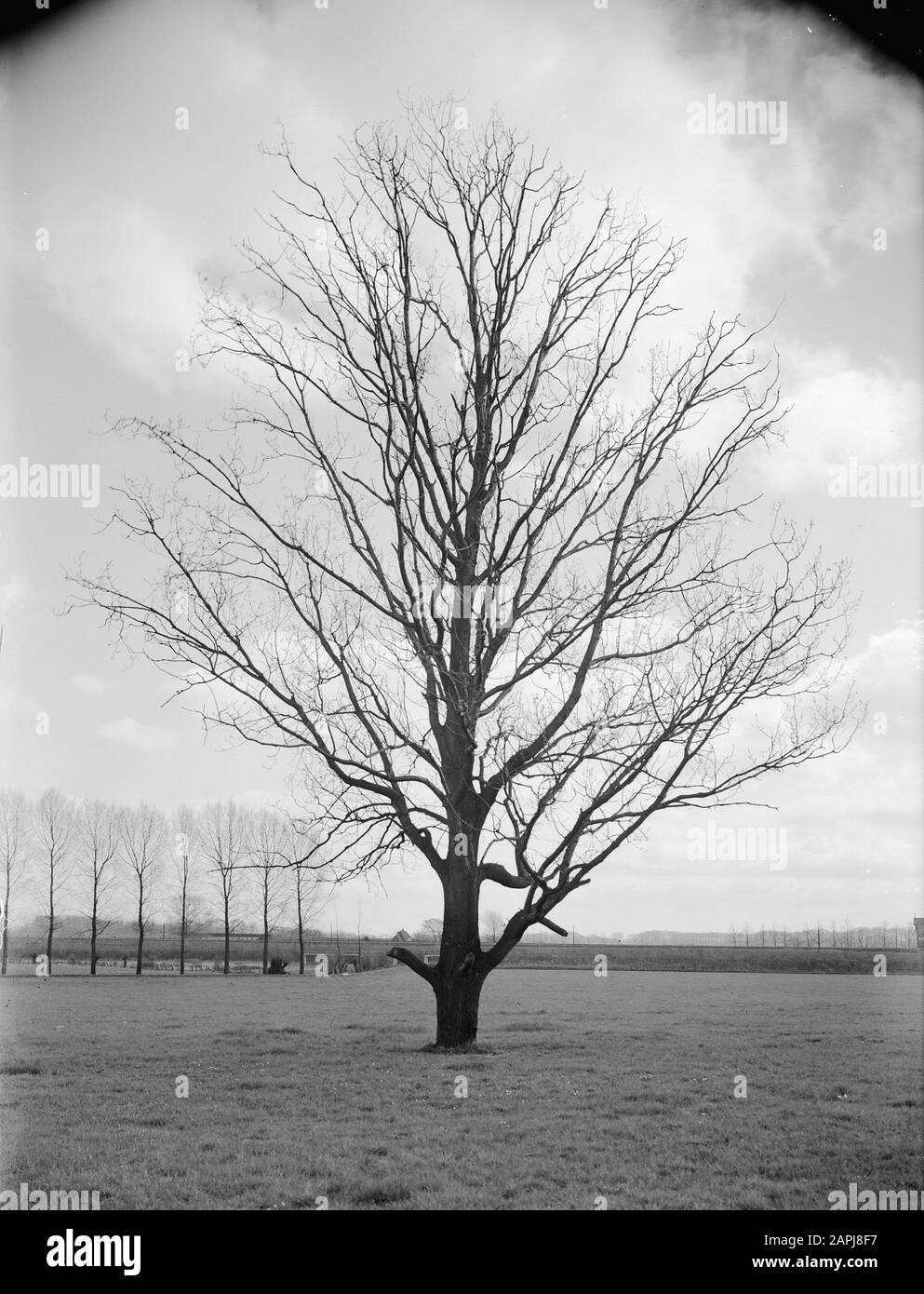 Forest Protection, Raised Ground, dead tree, Oak Data: Unundated Keywords: Forest Protection, dead tree, Raised Ground Nome personale: Oak Foto Stock