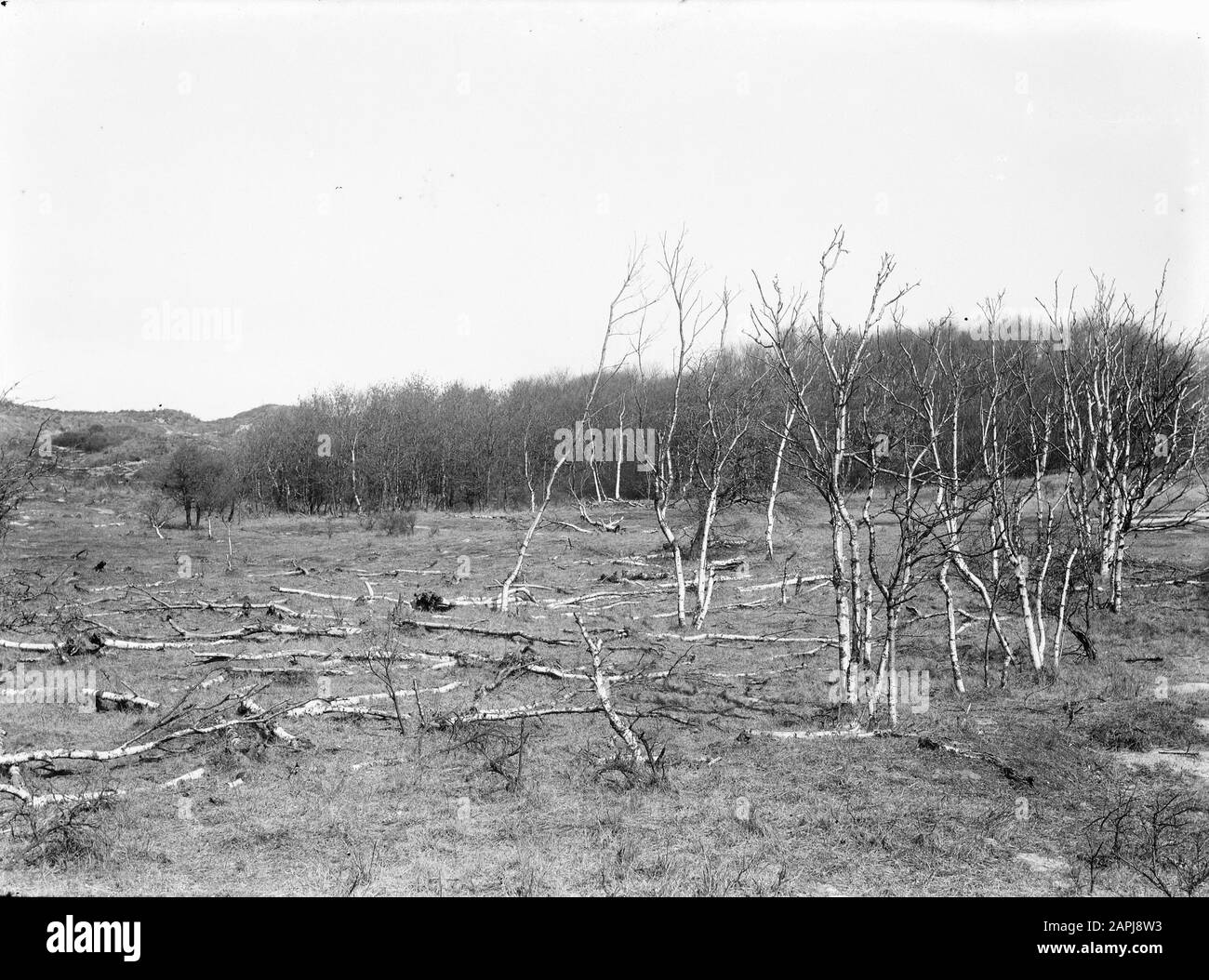 Protezione della foresta, estrazione dell'acqua, alberi morti, dune, betulla Data: Parole Chiave non date: Protezione della foresta, alberi morti, dune, astrazione dell'acqua Nome personale: Betulla Foto Stock