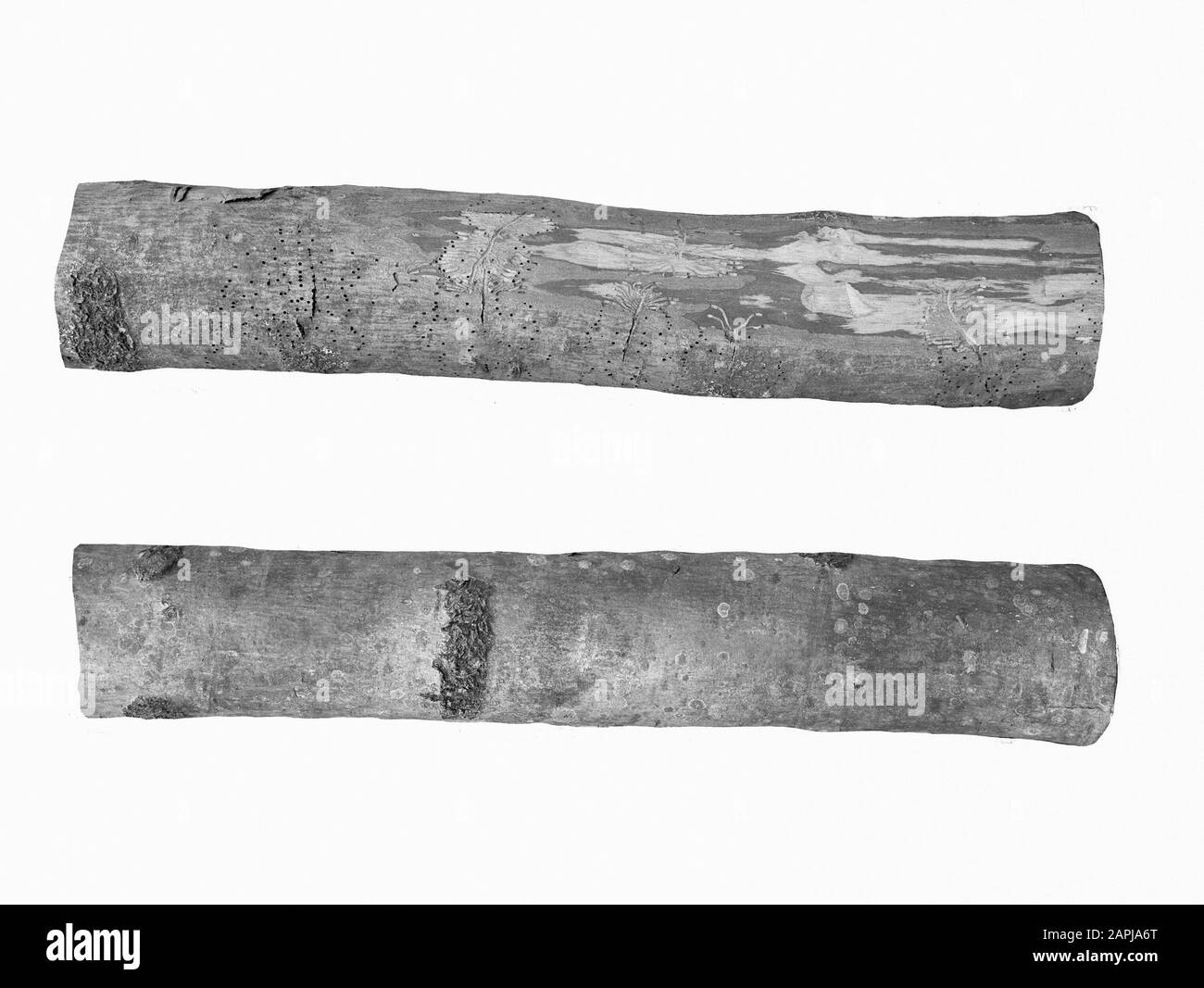 Protezione della foresta, malattie, buchi di fuga, corridoi, ceppi, scarabeo di cenere Data: Parole Chiave non date: Protezione della foresta, corridoi, ceppi, buchi di fuga, malattie Nome Della Persona: Essenbastbeetle Foto Stock