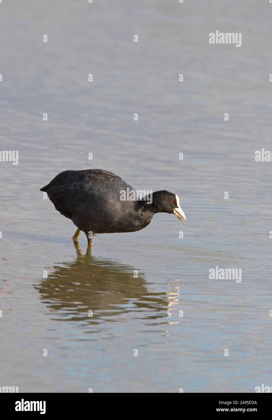 Coot, Fulica atra, adulto singolo in piedi in acqua. Gloucestershire, Regno Unito. Foto Stock