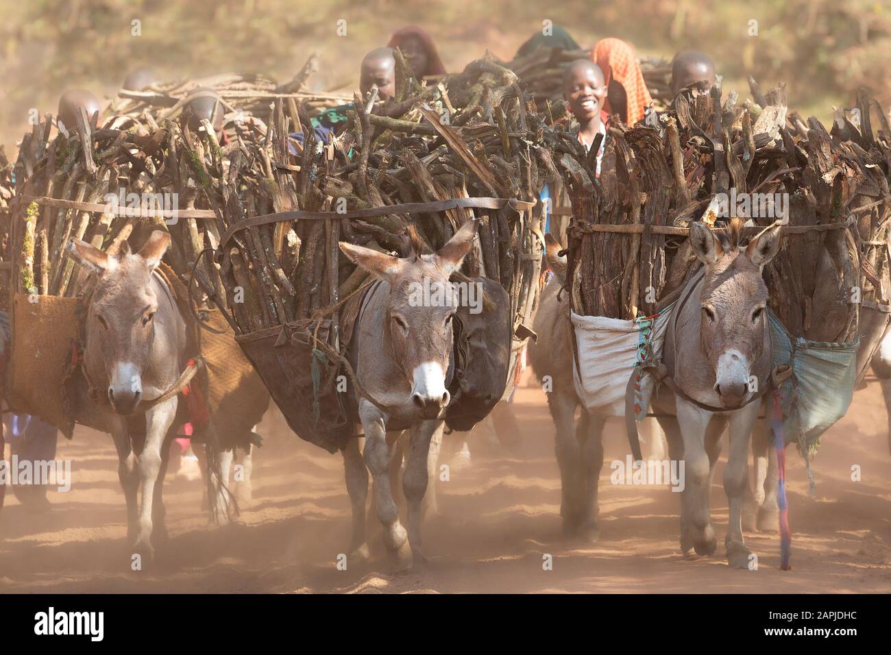 Le donne maasai portano il legno sugli asini, a Ngorongoro, Tanzania Foto Stock