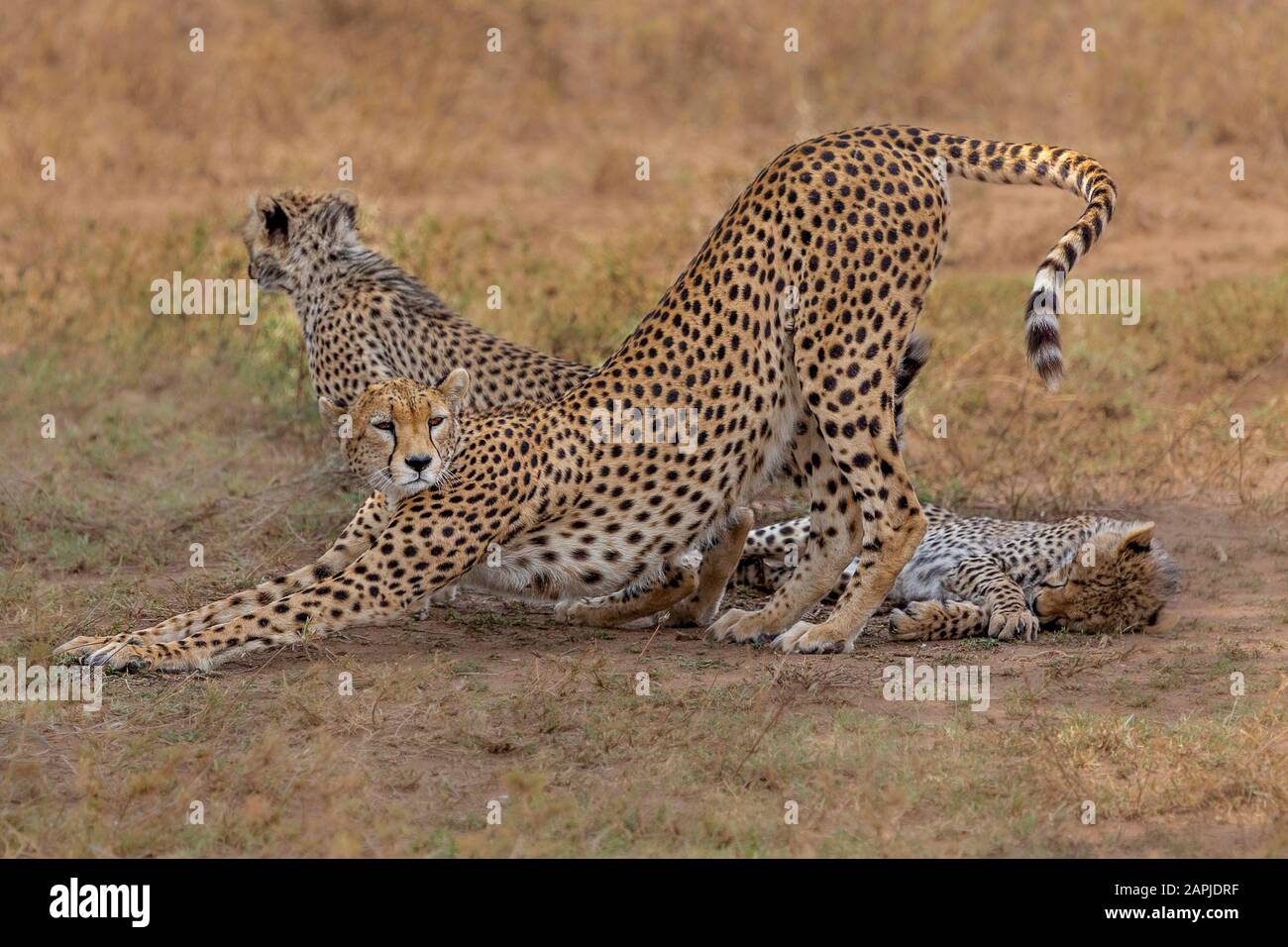 Cheetah e i cuccioli di Serengeti, Tanzania Foto Stock