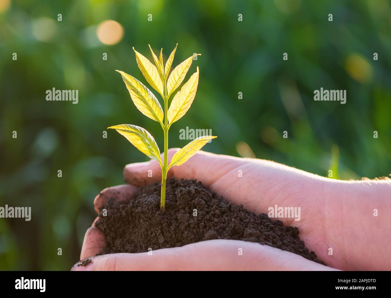 Giovani pianta verde nelle mani. Nuova vita. Concetto di ecologia Foto Stock