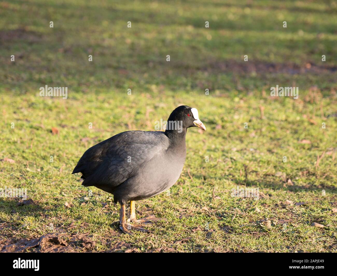 Coot, Fulica atra, singolo adulto in erba. Gloucestershire, Regno Unito. Foto Stock