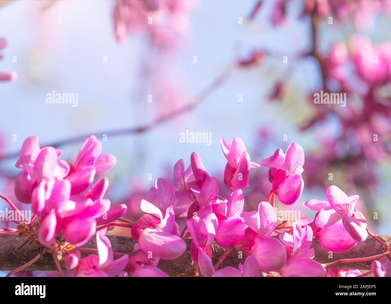 La molla lo sfondo con il fiore rosa. Natura bella scena con albero in fiore e sun Foto Stock